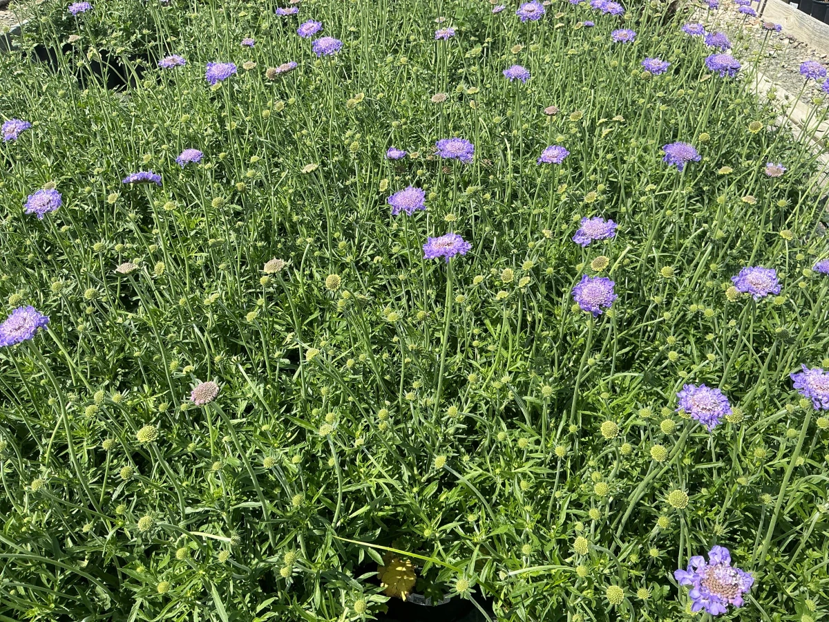 Pincushion Flower