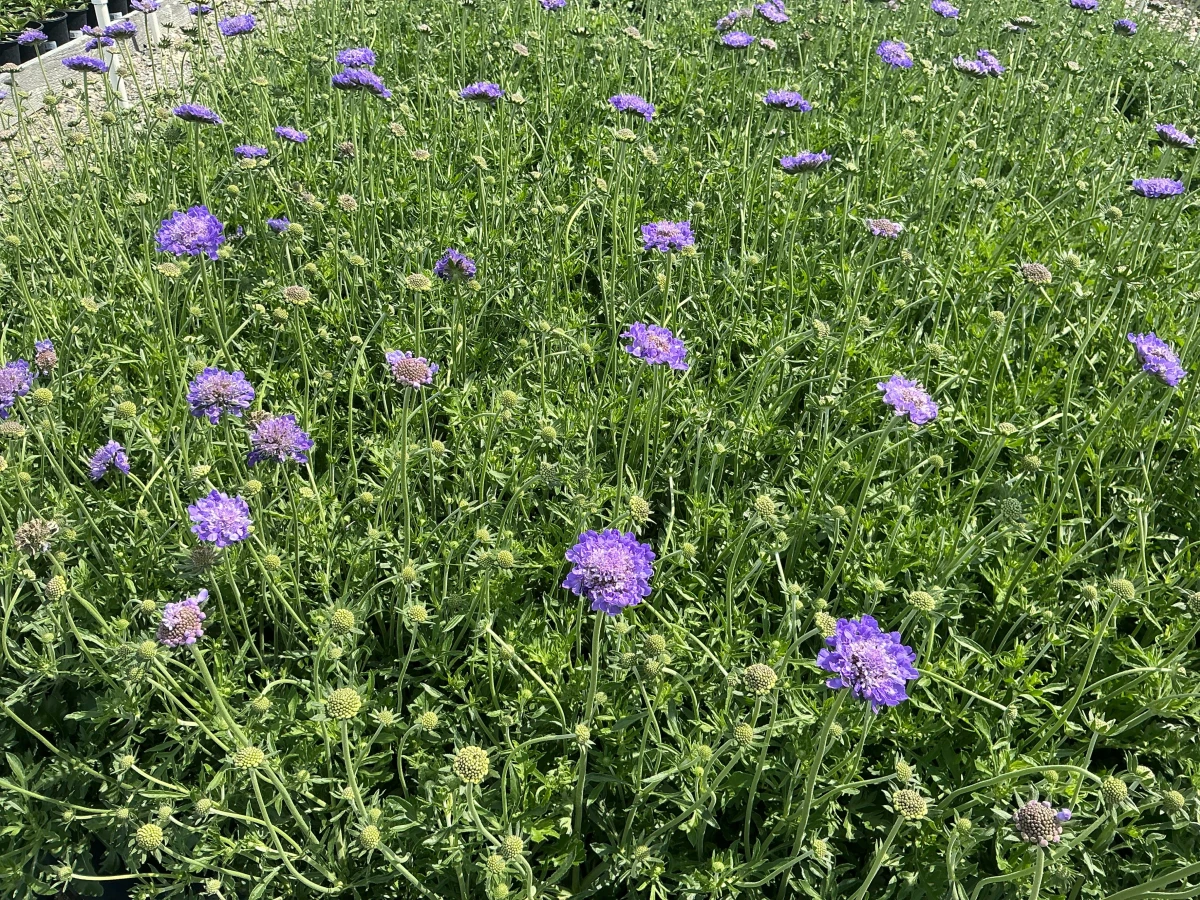 Pincushion Flower