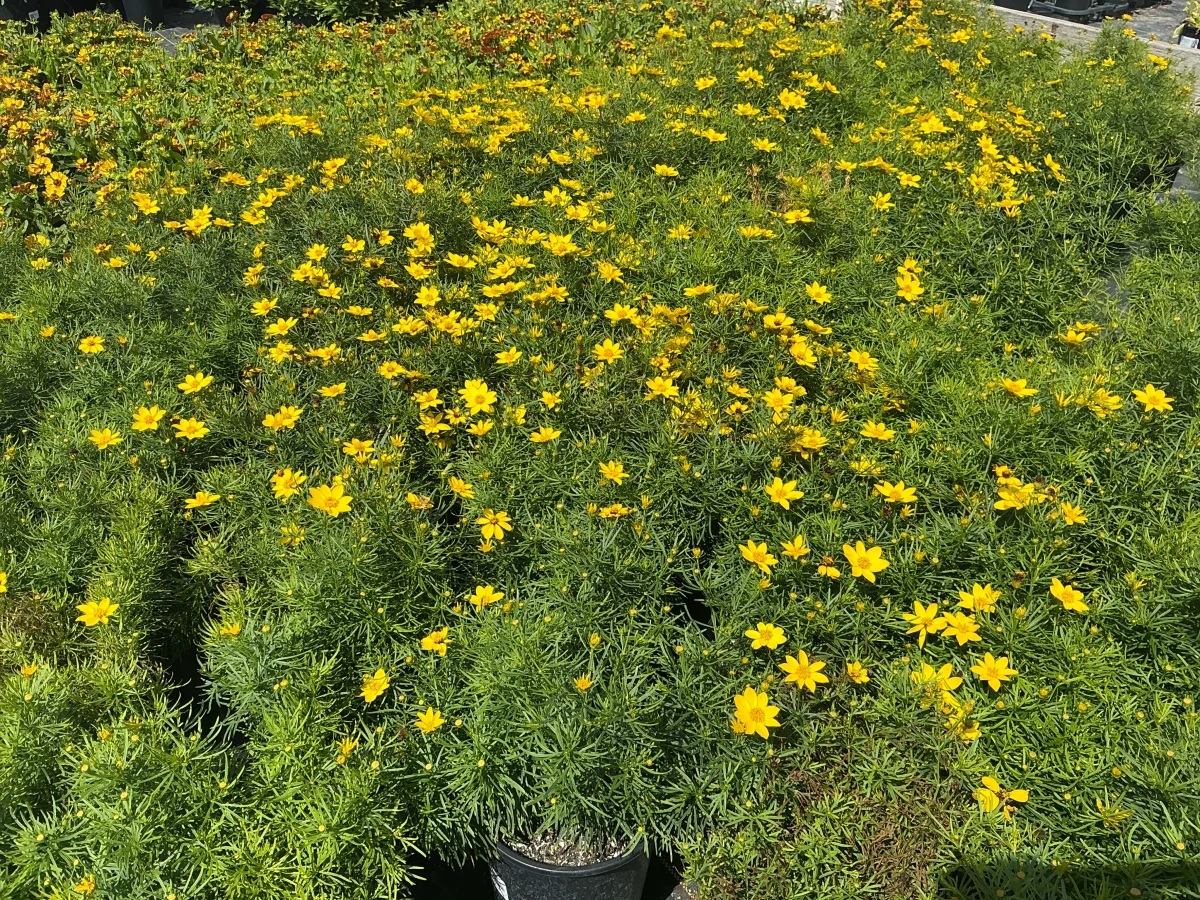 Threadlead Coreopsis