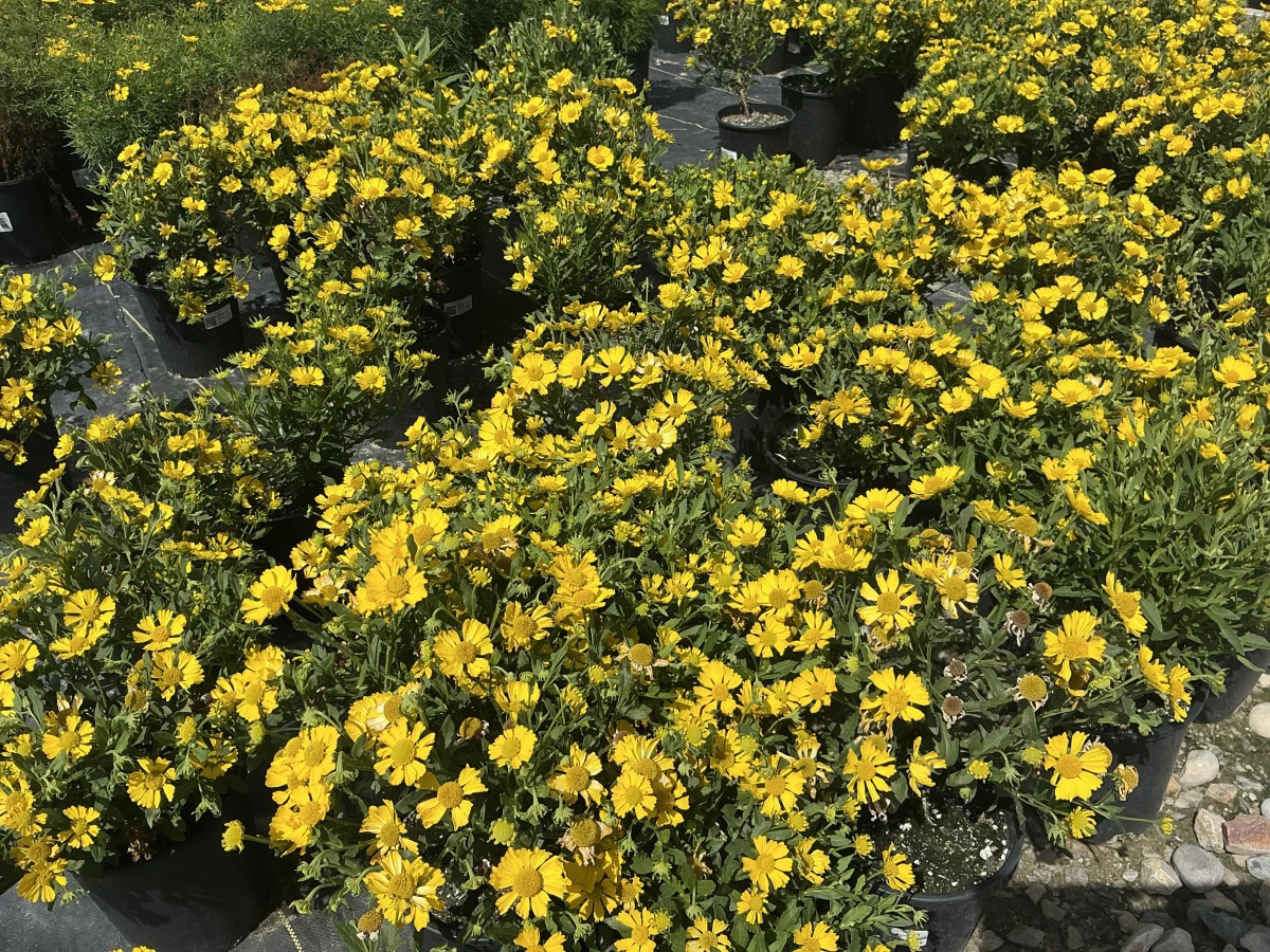 Sneezeweed