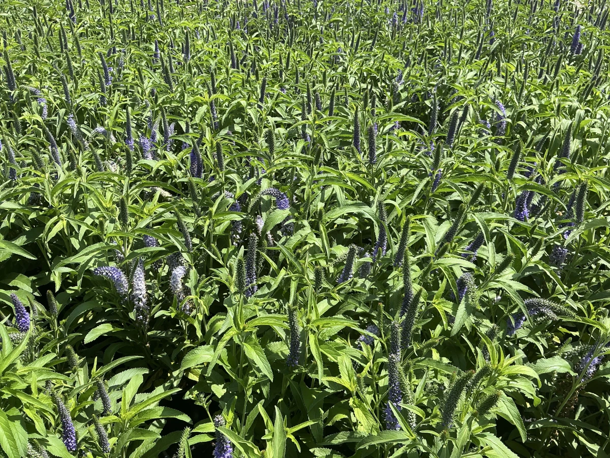 Speedwell