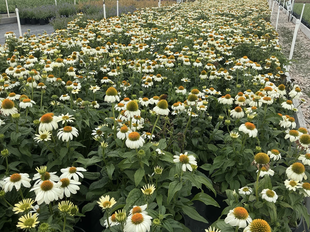 Coneflower