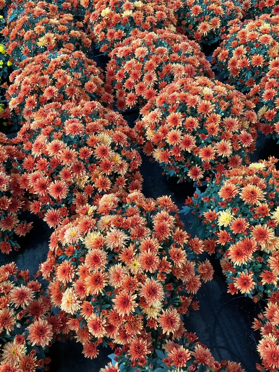 Garden Mum