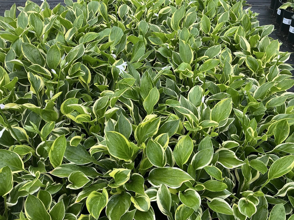 Plantain Lily