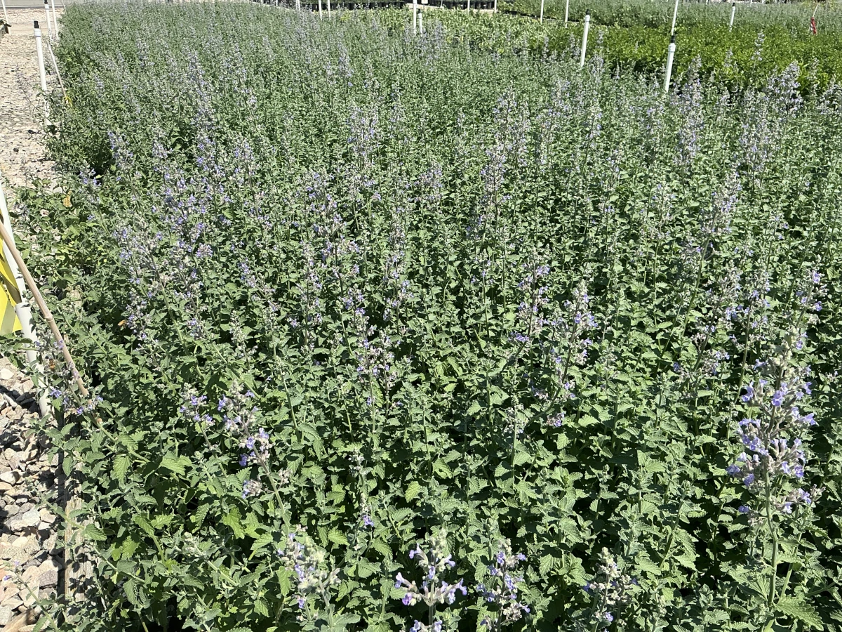 Catmint