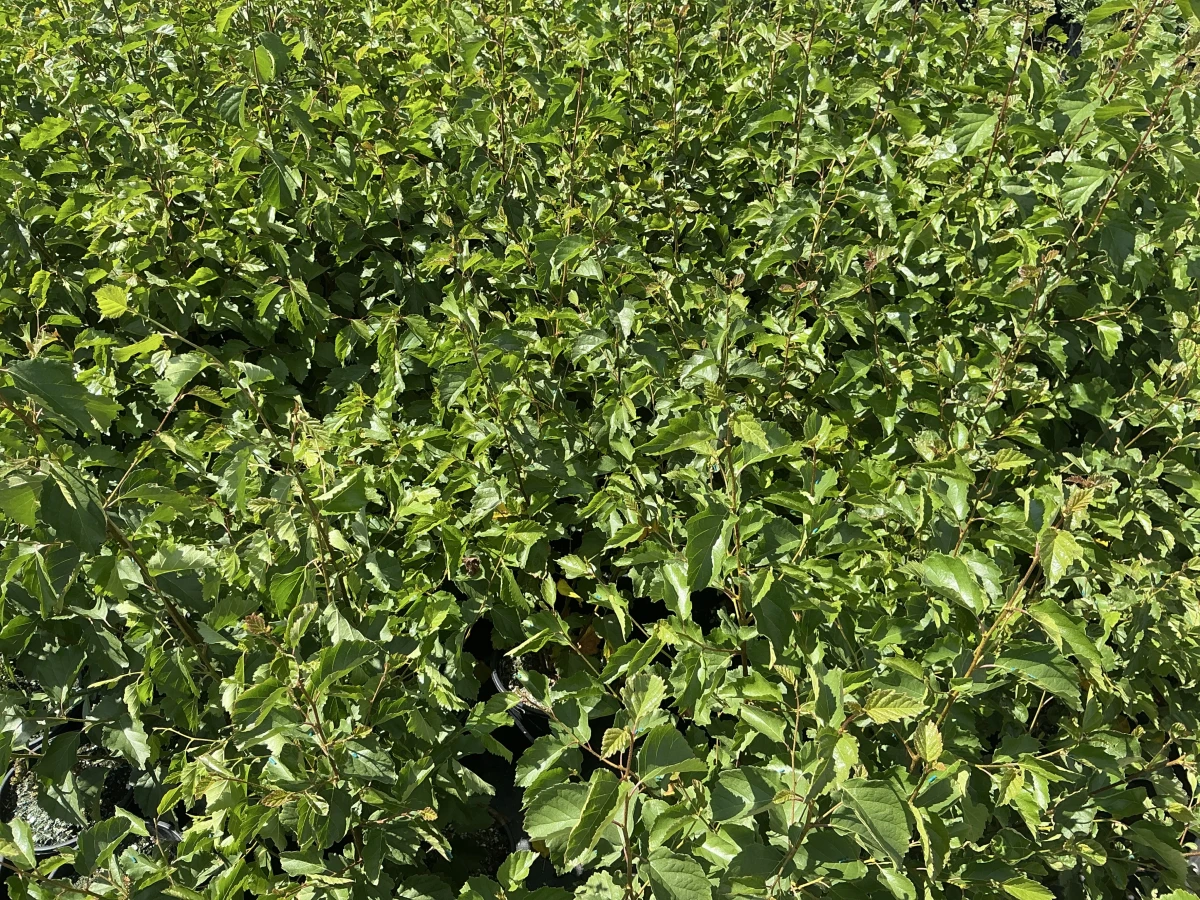 Western Water Birch