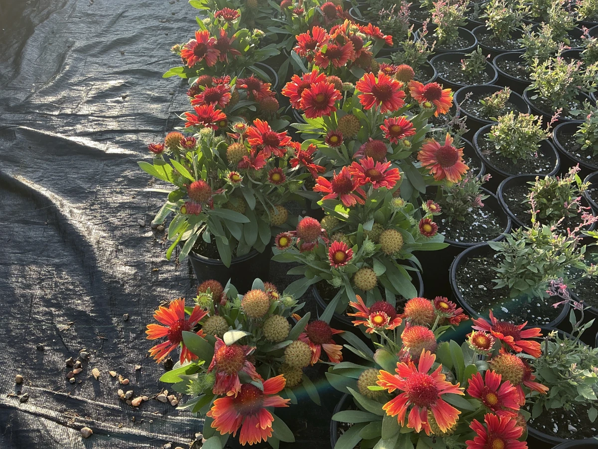 Blanket Flower