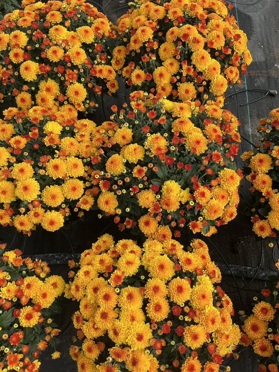 Garden Mum