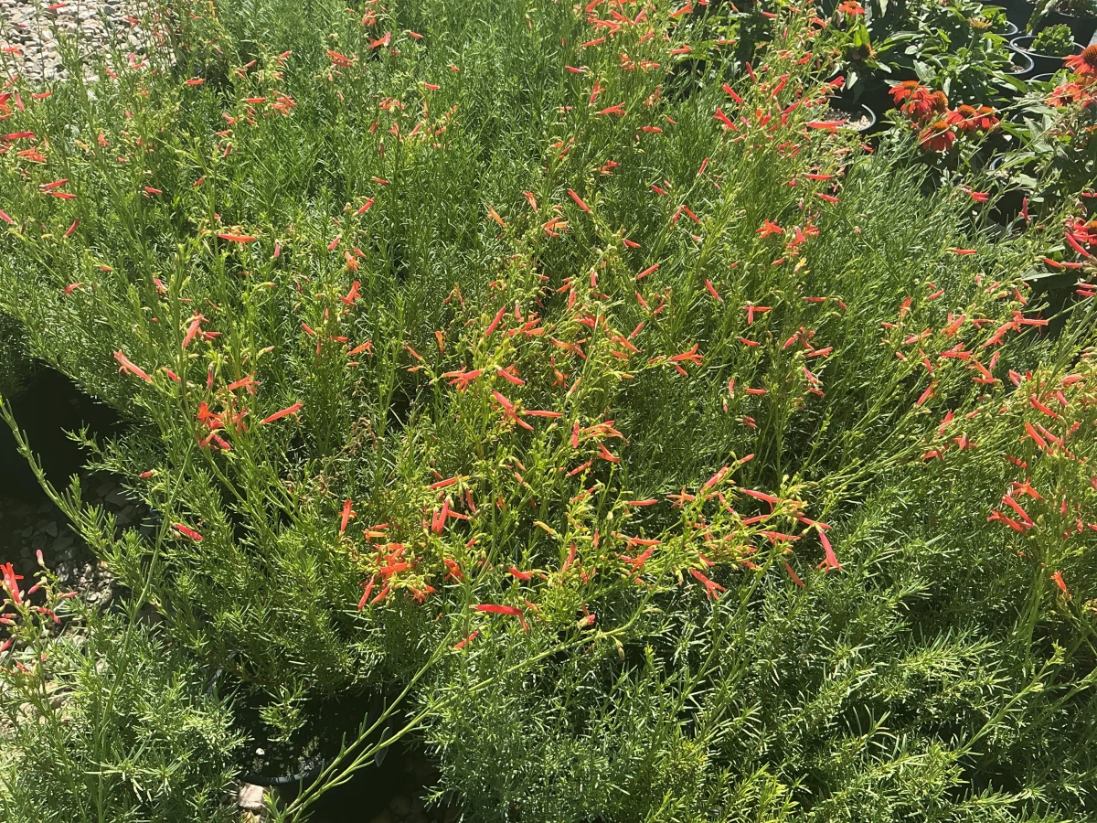 Pineleaf Beardtongue