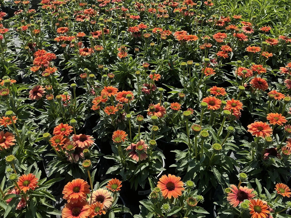 Coneflower