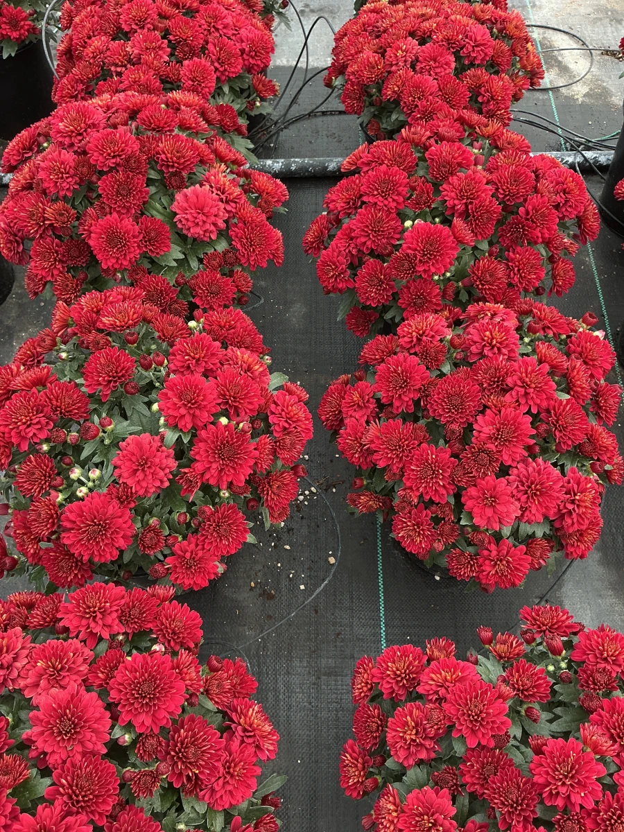 Garden Mum