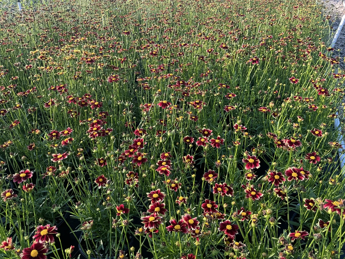 Tickseed
