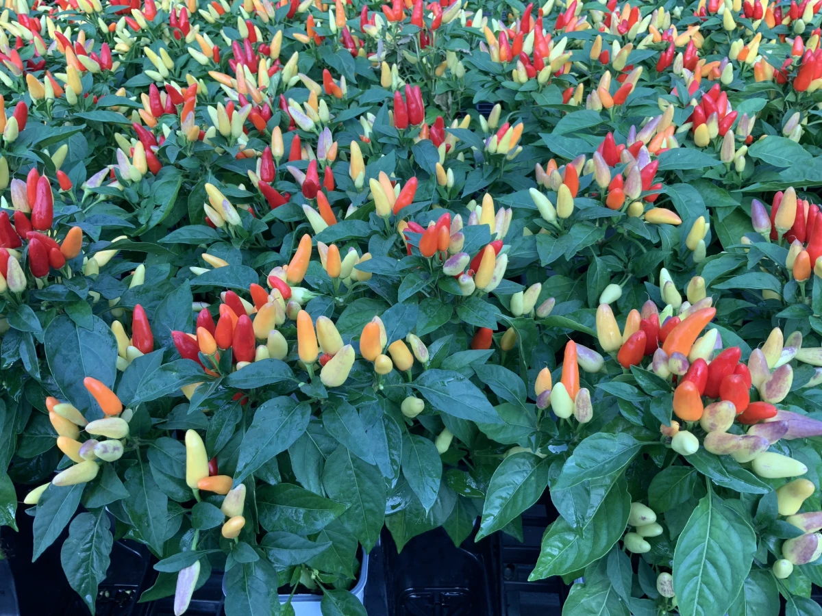 Annual Ornamental Pepper