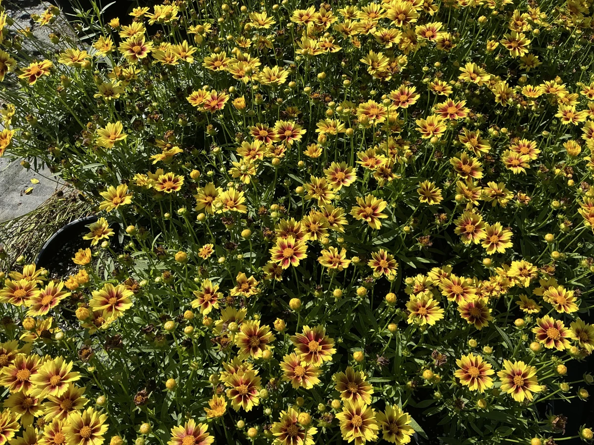 Tickseed