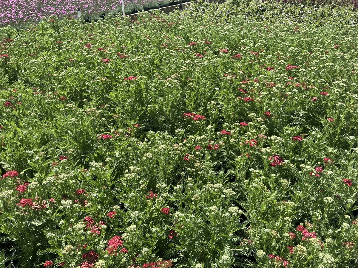 Yarrow