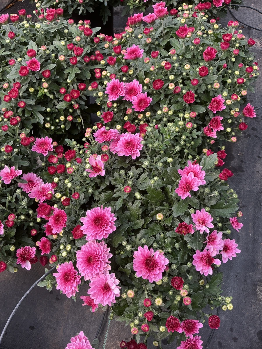 Garden Mum