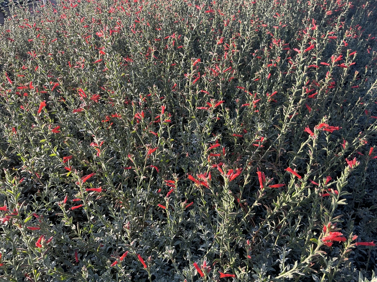 California Fuchsia *TRIAL*
