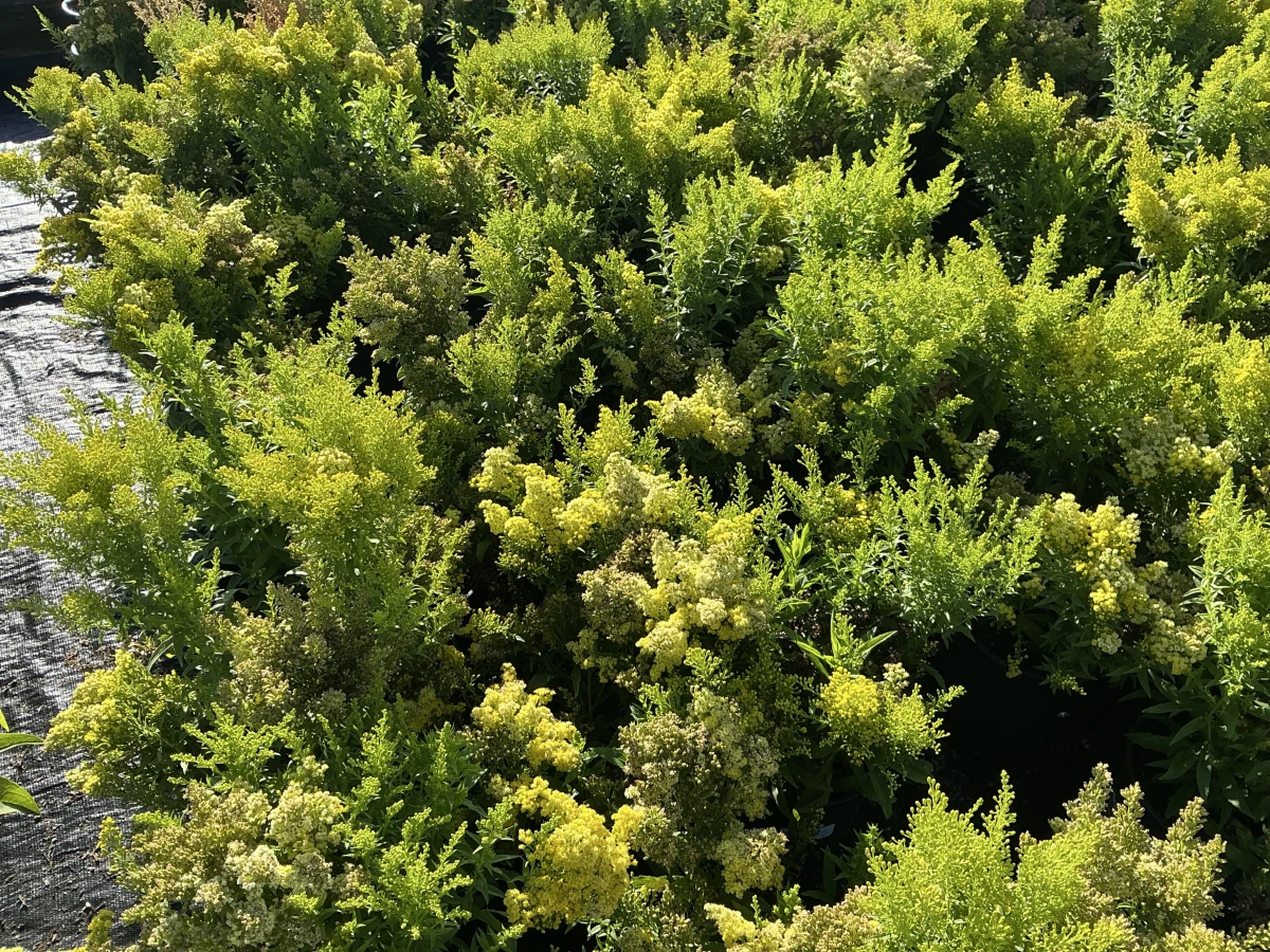 Goldenrod