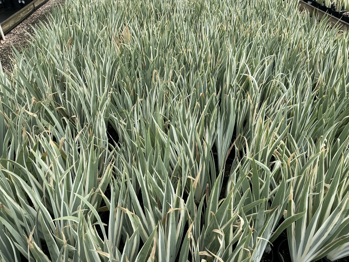 Variegated Sweet Iris, Dalmatian Iris