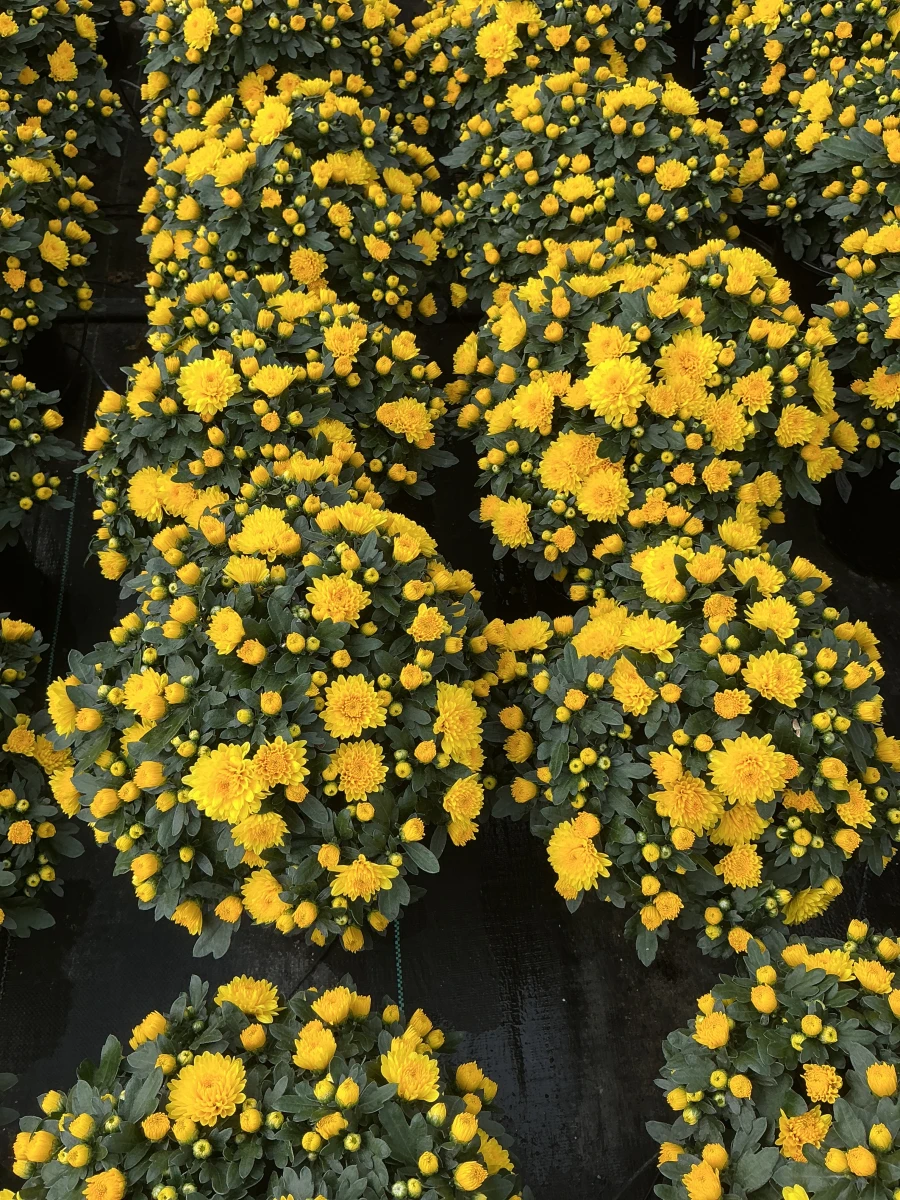 Garden Mum