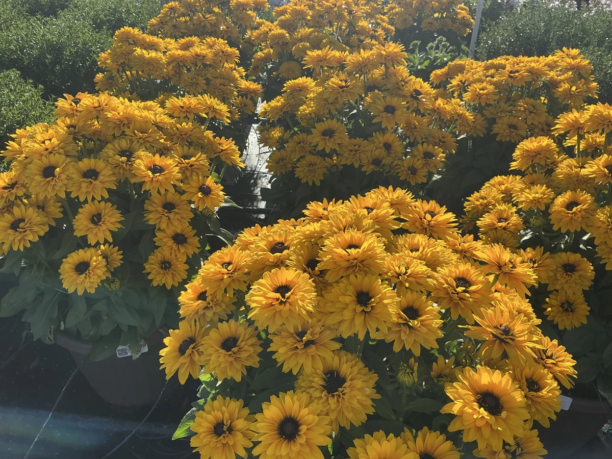 Black-Eyed Susan