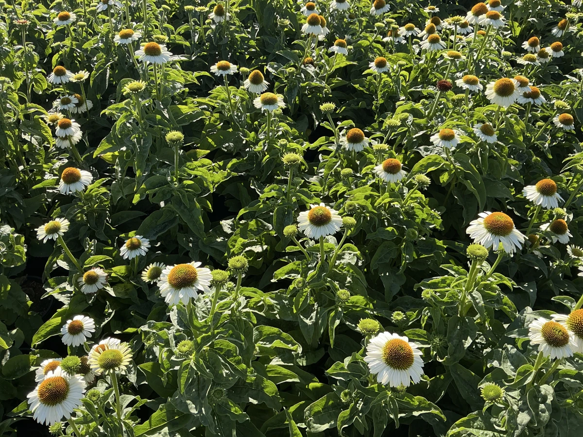 Coneflower