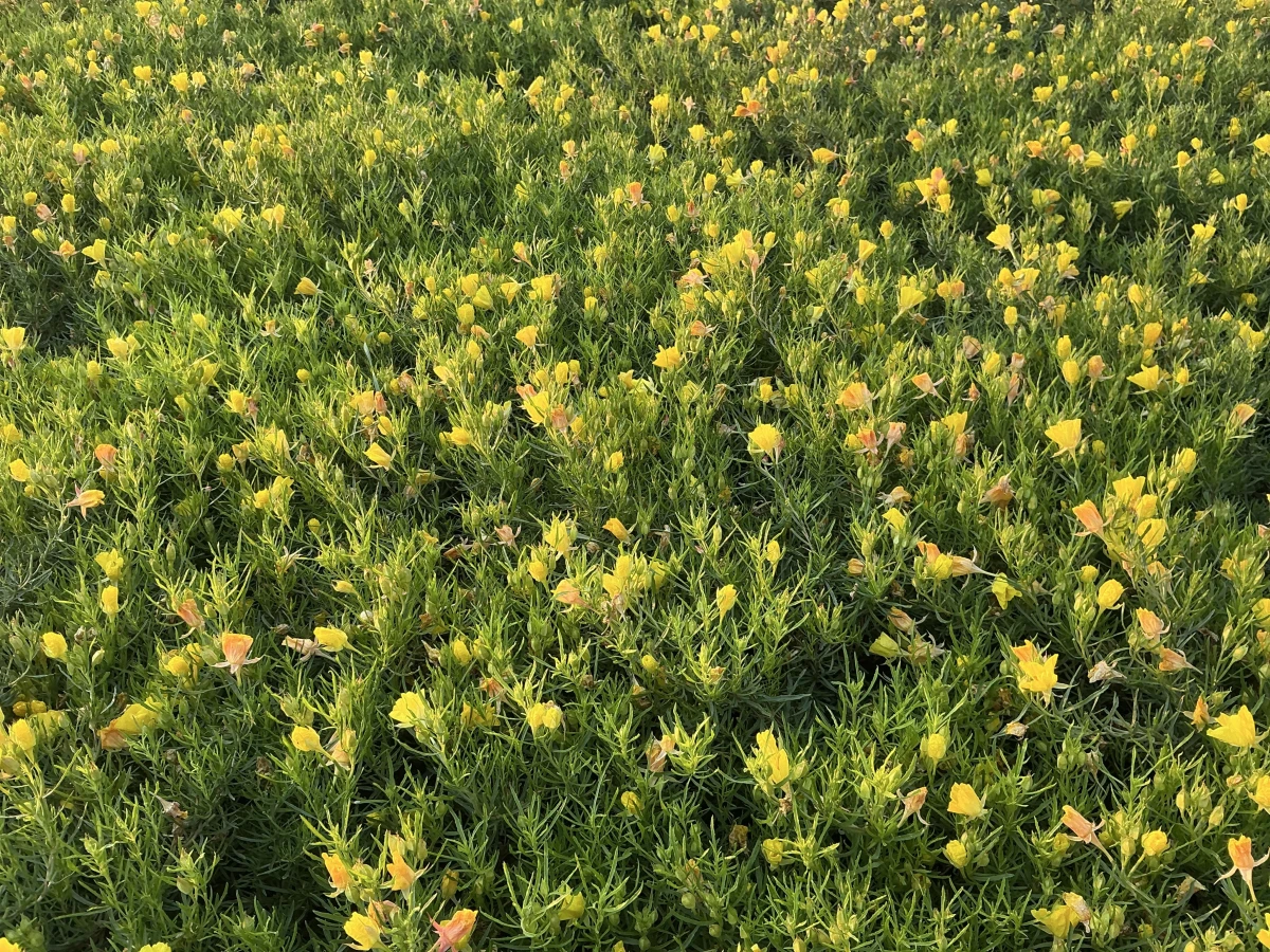 Sundrops