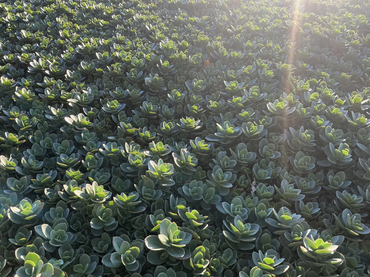 Stonecrop