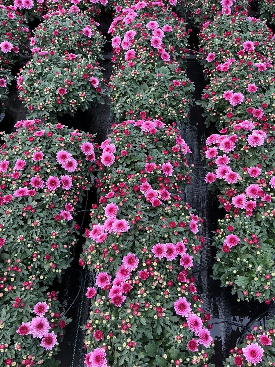 Garden Mum
