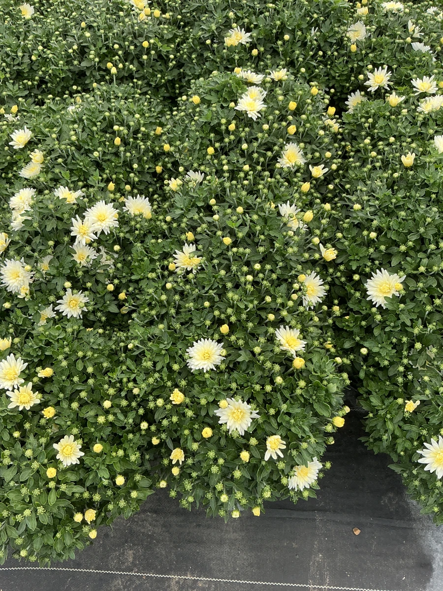 Garden Mum