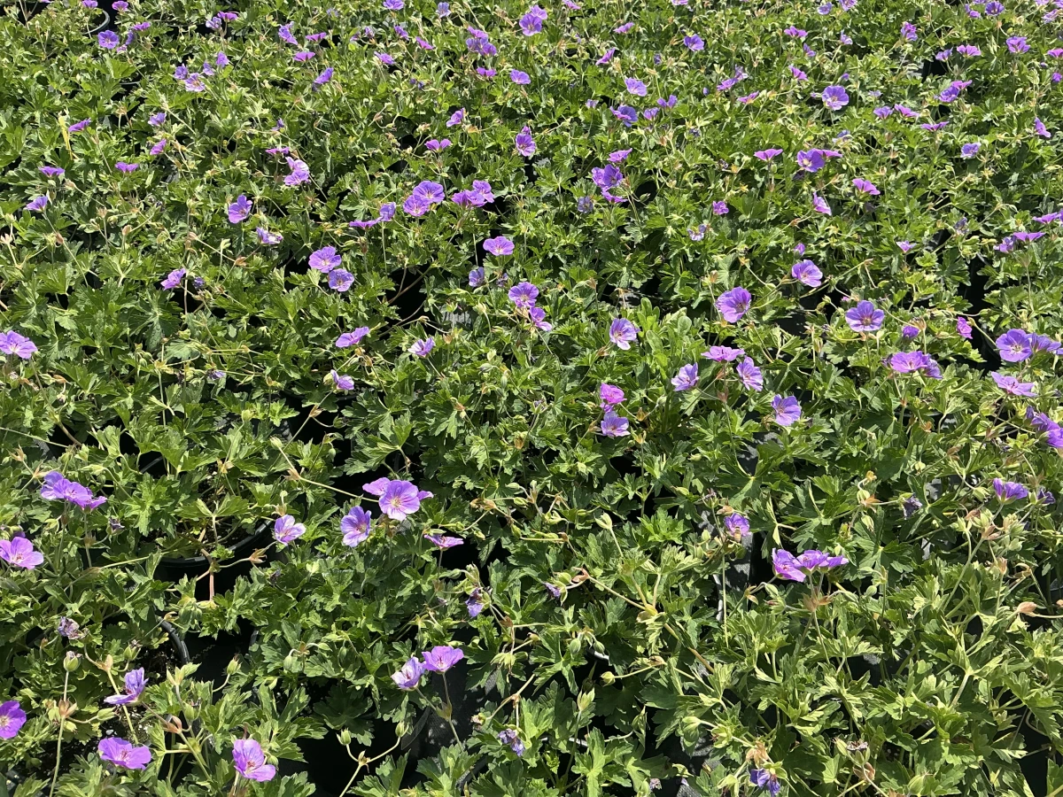 Cranesbill