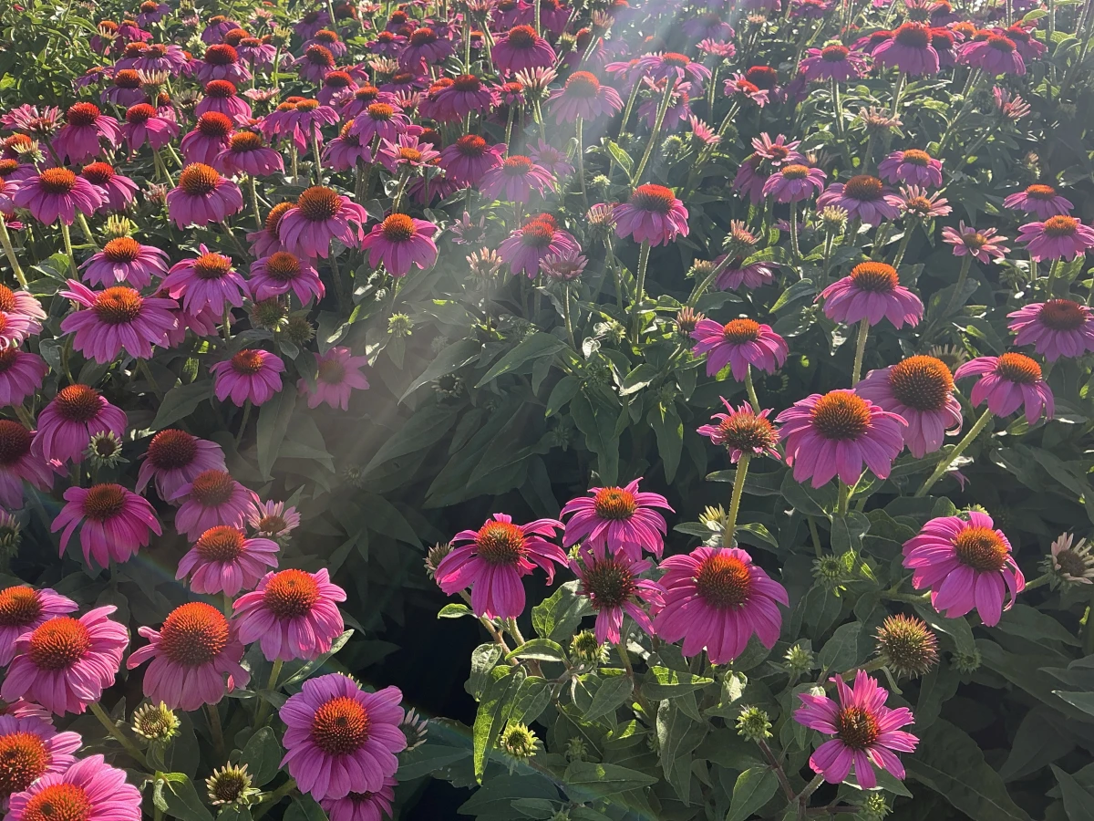Coneflower