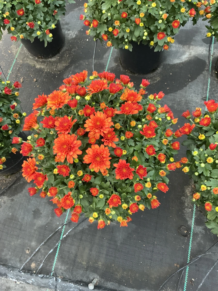 Garden Mum