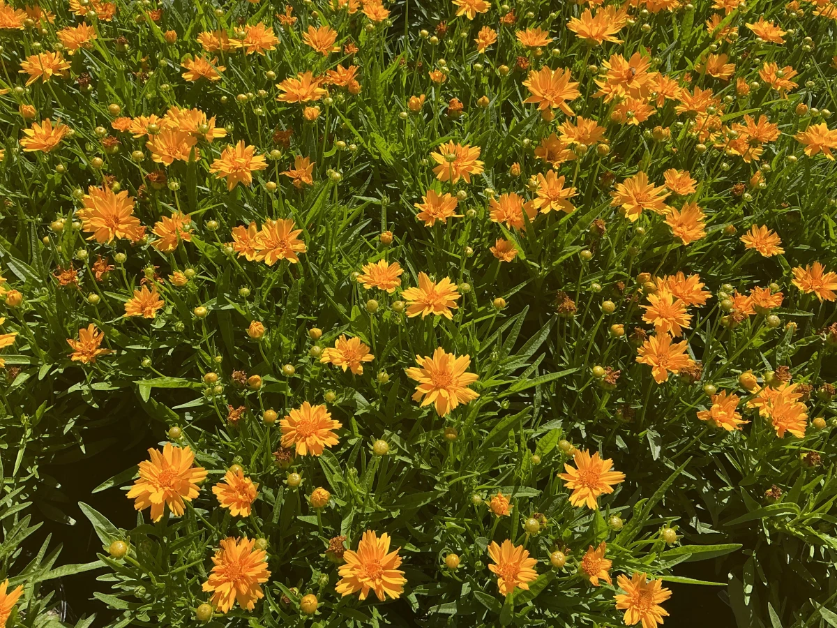 Tickseed