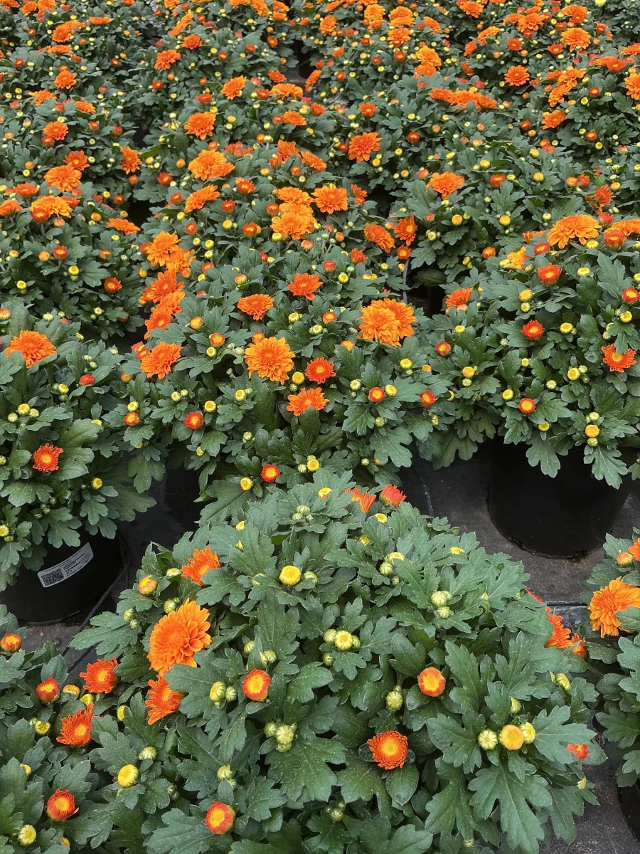 Garden Mum