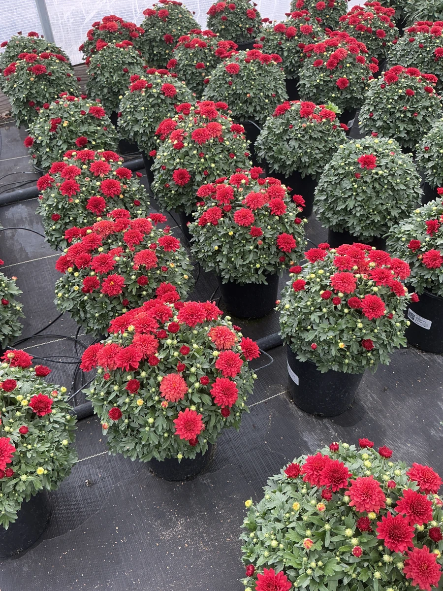 Garden Mum