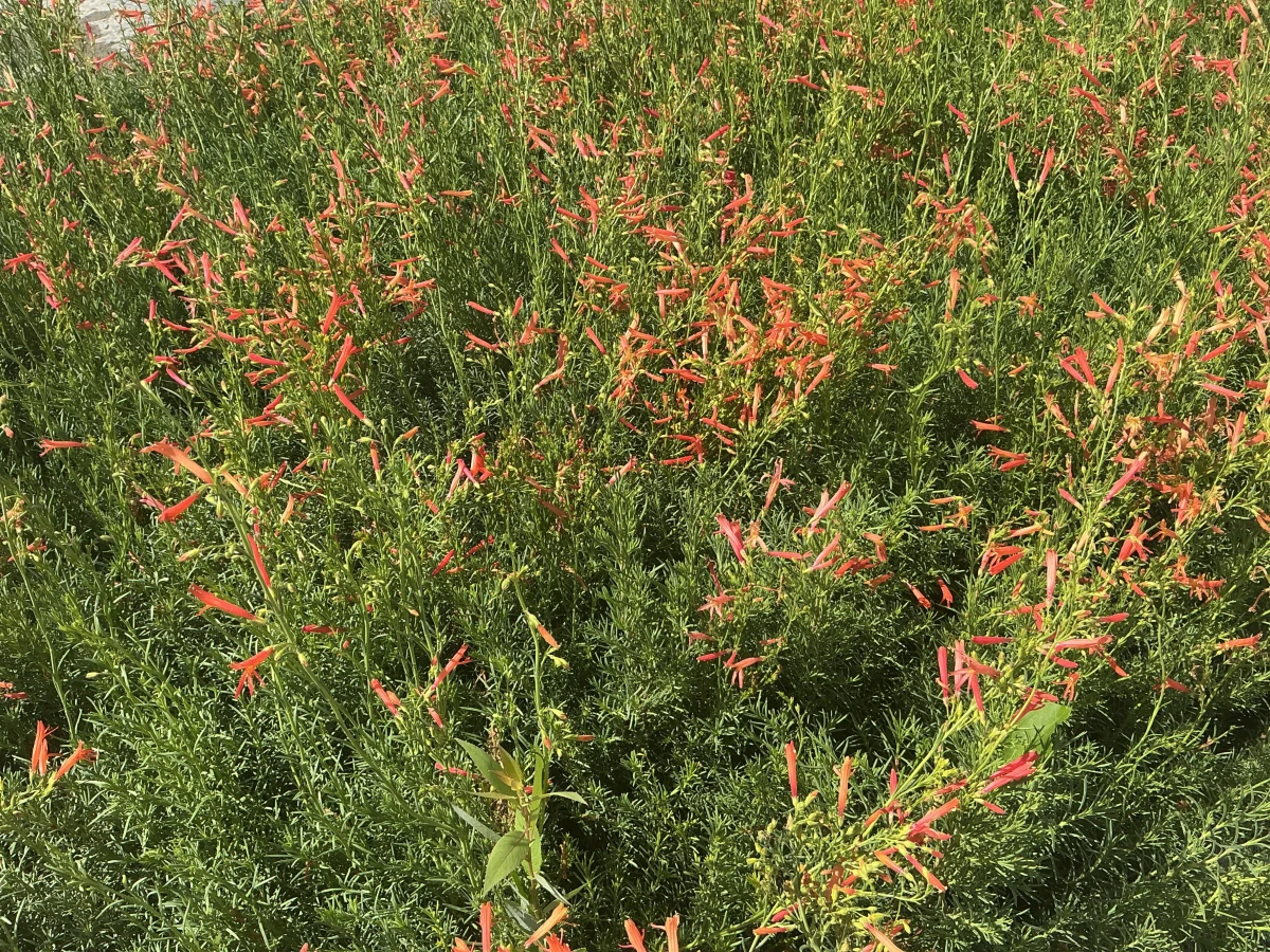 Pineleaf Beardtongue