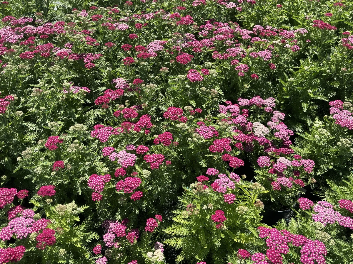 Yarrow