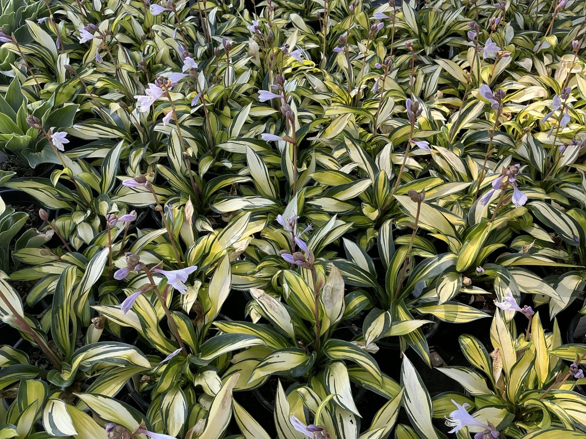Plantain Lily