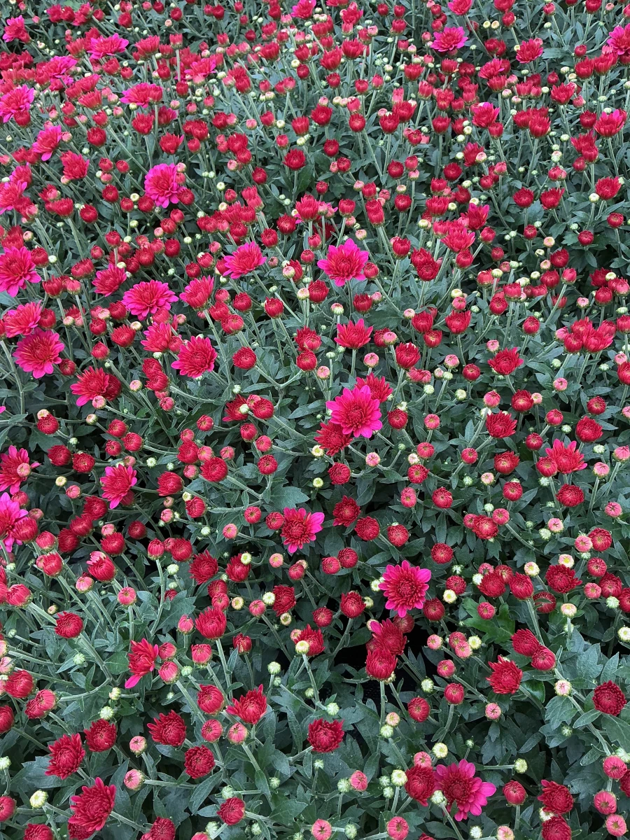 Garden Mum