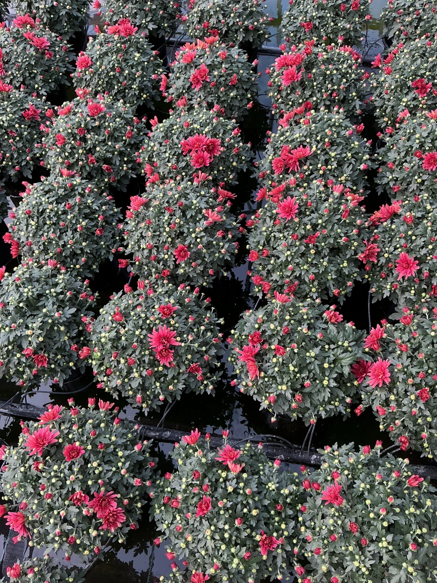 Garden Mum