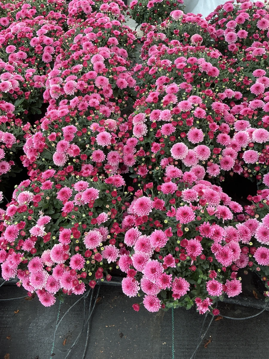 Garden Mum