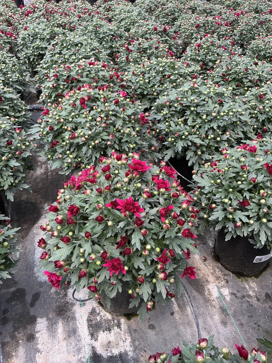 Garden Mum