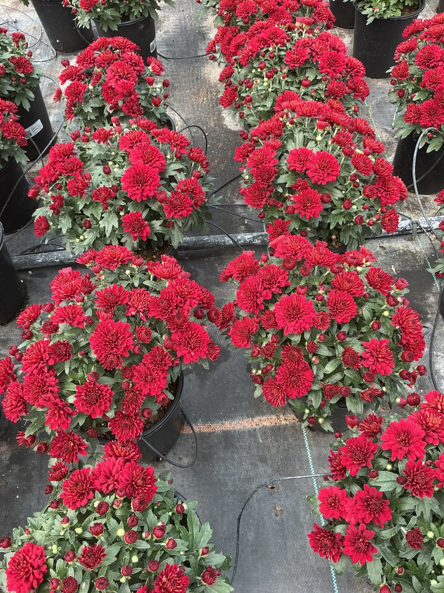 Garden Mum
