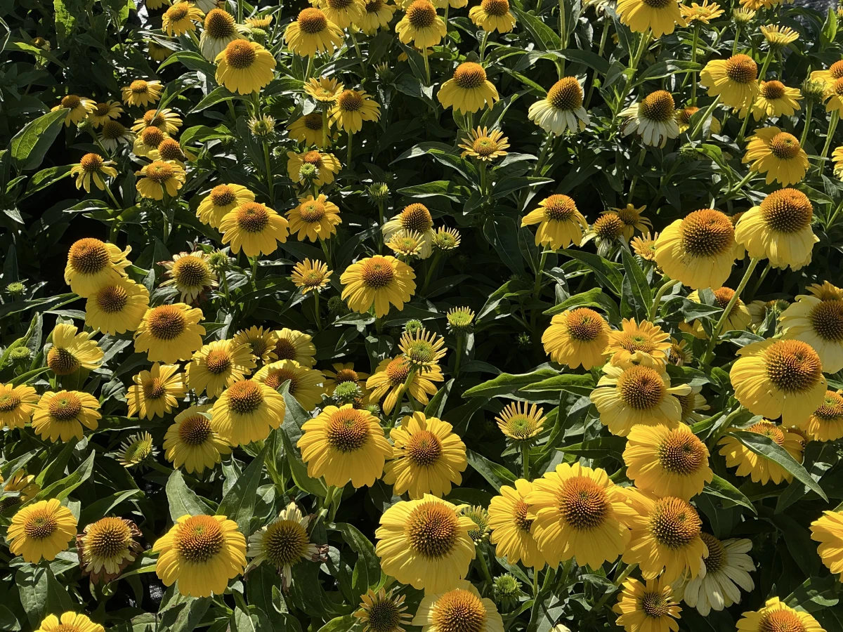Coneflower