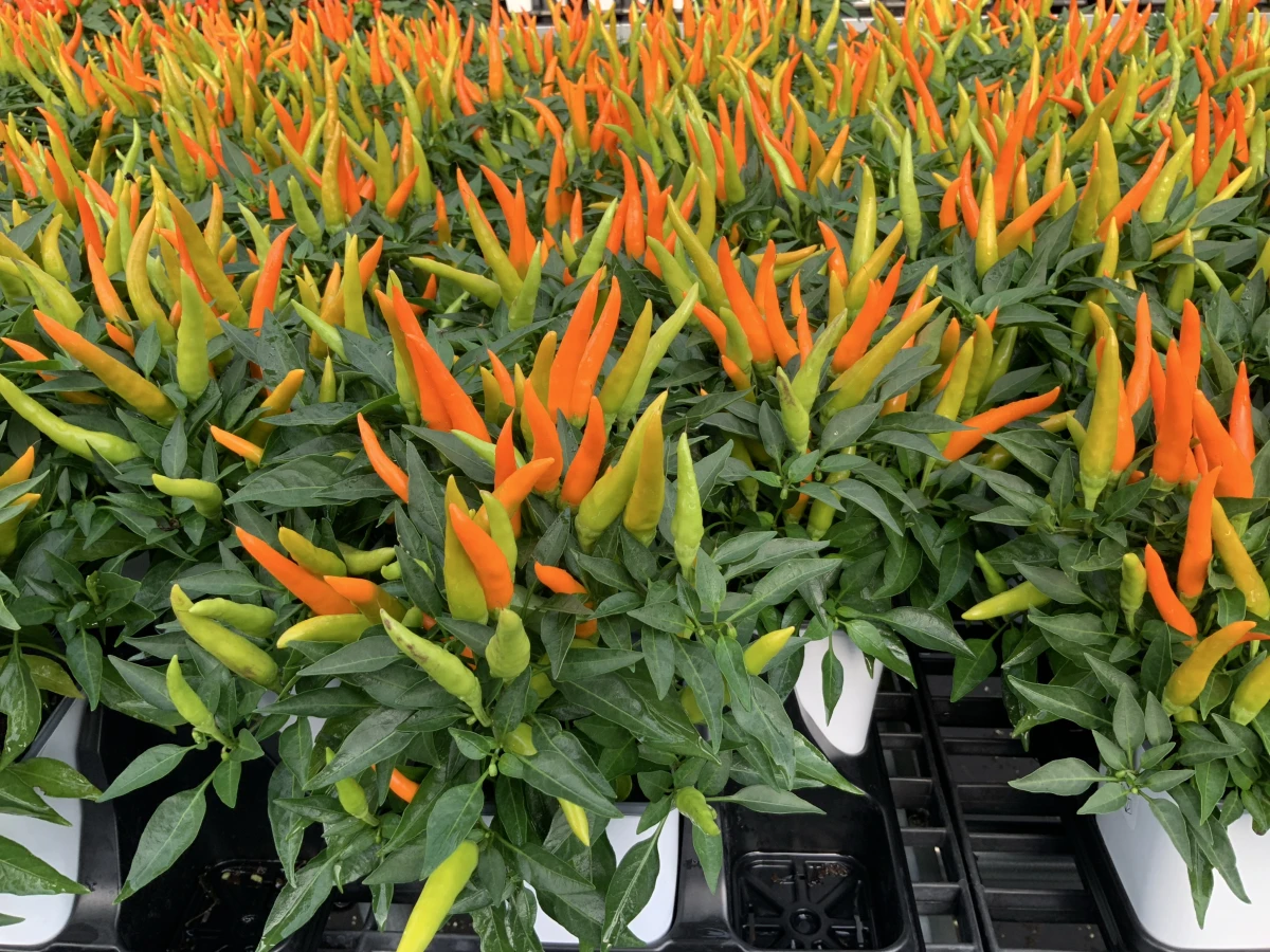 Annual Ornamental Pepper