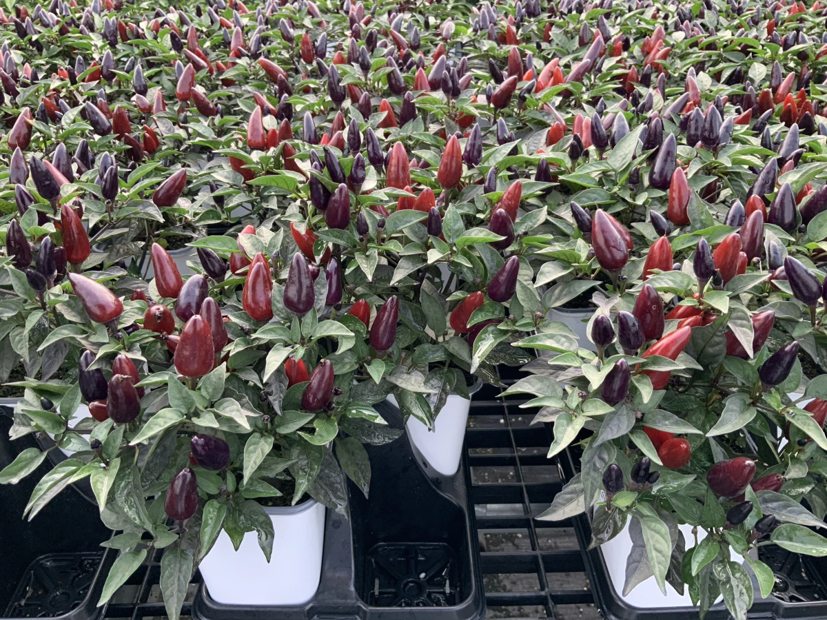 Annual Ornamental Pepper
