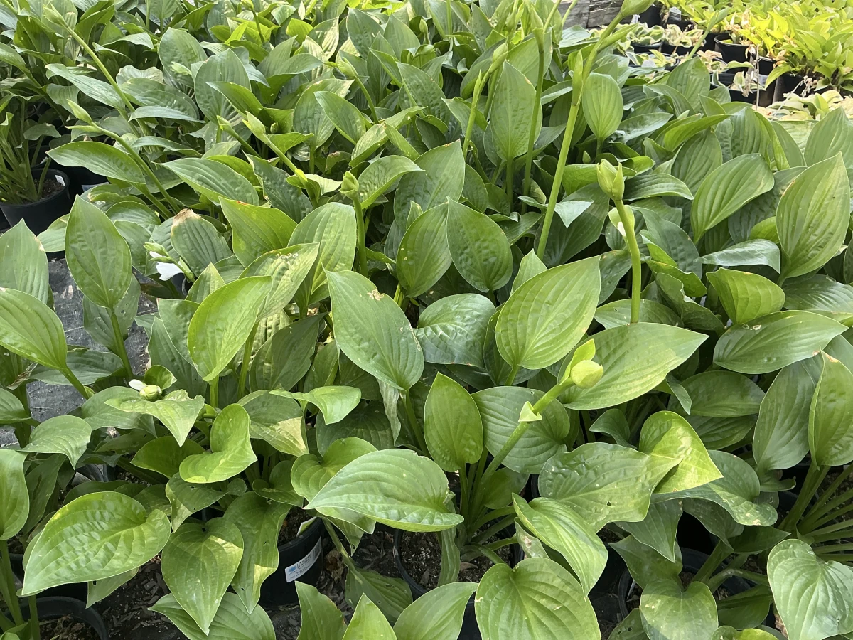 Plantain Lily