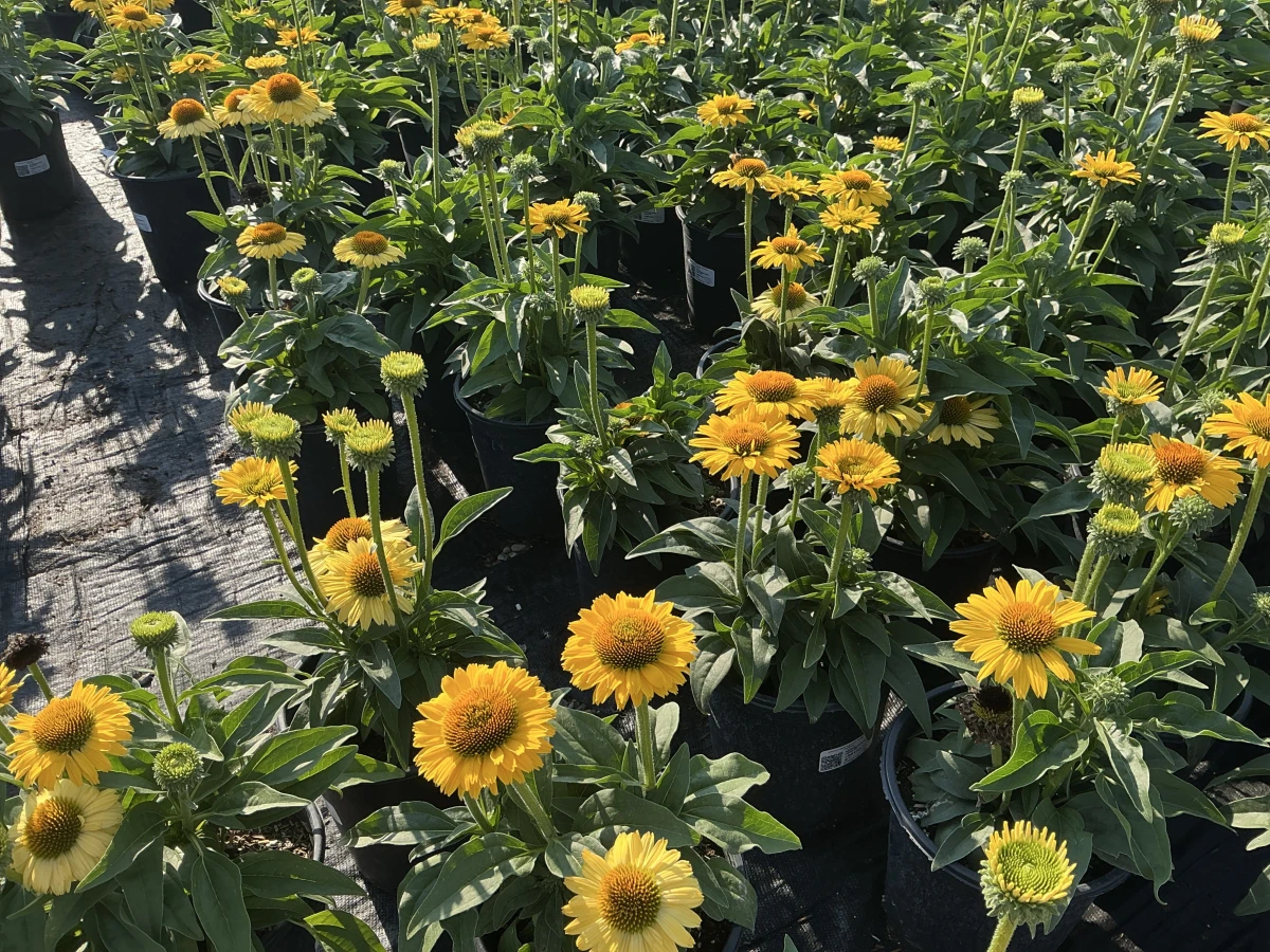 Coneflower