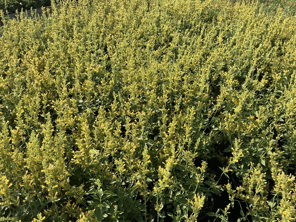 Hyssop, Hummingbird Mint